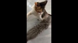 This Cat Won the Fight & Then Came for Me! 