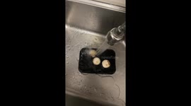 Mushrooms Queuing up for a Bath