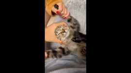 This Cat is a Bit Silly