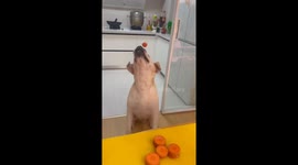 My Dog Can't Find a Carrot 