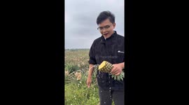 What a Juicy Pineapple!