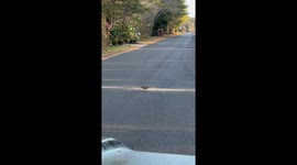 “Timberdoodle boogie” delights viewers as rare woodcock struts across NJ road