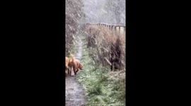 Light Snowfall Dusts Elstree as Playful Video of Golden Retrievers Marks UK’s First Flurry