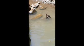 Monkey Swimming