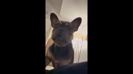 Frenchie Rolo goes viral for adorably evicting his human from the dog bed