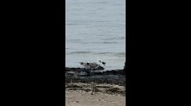 Птица ест птицу . Юрмала