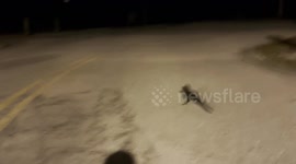 Florida Dad Pulls Over to Save THREE-LEGGED Alligator Crossing Florida Street at Night!