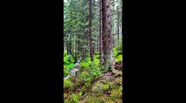 John Deere Harvester Fells Tree Above Mountain Stream – Viral Waratah H415 Action