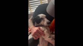 Adorable but Bossy: Dog growls for more scratches