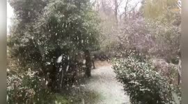 UK: First Snow Sends Two Dogs Into Pure Joy