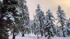 US: Silent Snow Transforms Mount Charleston Into Winter Wonderland