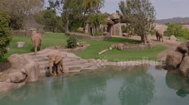 US: All New Elephant Valley To Transform San Diego Zoo Safari Park