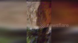 US: Runaway Cow Named Marigold Shuts Down Interstate In Hilliard