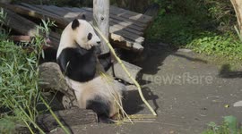 Austria: Exclusive Access Brings Visitors Face To Face With Giant Pandas