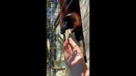 Pet lemur tricks owner to think she’s sweet by licking nicely, but then bites