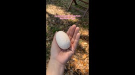 Young homesteader finds very strange, large, veiny looking egg in the coop