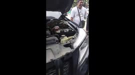 Shocked mechanics find python inside car engine brought in for repairs