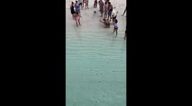 Dozens of baby turtles waddle into the crystal clear sea