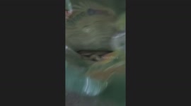 Family catch snake in plastic bag at the home in the Philippines