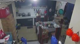 Pet parrot says 'thank you' when owner retrieves it following escape