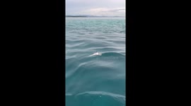 Juvenile reef shark found dead with diaper on its head