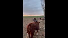 Dog rides cow at Córdoba Argentina