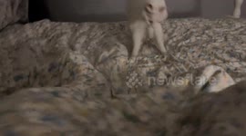Cat startled by hidden feet jumps off bed, Shaanxi, China