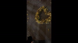 Cat adorably steps into heart-shaped leaves in Sichuan, China