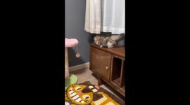 Kitten fails jump from table in Shandong, China