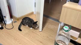Cat ambushes owner near door in Guangdong, China
