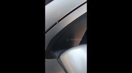 Lizard skeleton discovered in car door in México