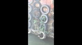 Dog trapped beside seawall in Guangdong, China