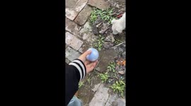 Puppy hits wall gate while fetching a ball in Hebei, China