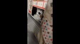 Cat reaches out from toy cage in Lacey, Washington, USA