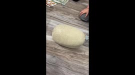 Son reacts to dinosaur egg hatching in Fishers, USA
