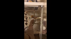 Parrot spins in place in Guizhou, China