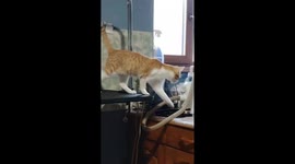 Cat misjudges table crossing falls in Întorsura Buzaului, Romania