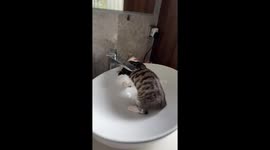 Curious cat inspects bathroom sink in Guangdong, China