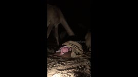Camel steps on man in humorous nighttime encounter in Hafar Al-Batin, Saudi Arabia