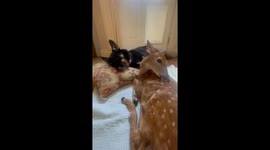 Dog Comforts Rescued Fawn