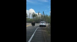 Yellowstone Visitors Have Close Encounter With a Bison