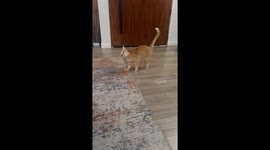 Orange Gets His Head Stuck in a Paper Bag