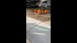 When the Pumpkin Needs a Parental Advisory