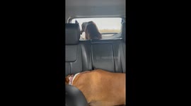 Boxer Dog Versus Rear Windshield Wiper