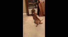 Puppy Wants to Play With Her Reflection