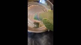 Indian Ringneck Parrot Sings to His Reflection