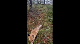 Wild Fox Snatches Frisbee Golf Disk