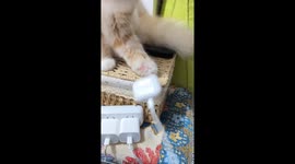Cat refuses to let owner charge earbuds in Shanghai, China