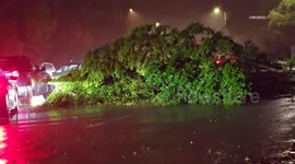 US, Los Angeles: Studio City Fallen Tree Blocks Lanes Causing Traffic Delays
