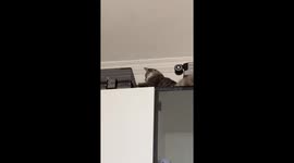 Cat attacks suitcase on top of the cabinet in Shanghai, China